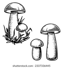 Boleto naranja-capucha. Ilustración vectorial de hongos en estilo grabado. Boleto de cascarilla naranja aislado en un fondo blanco.