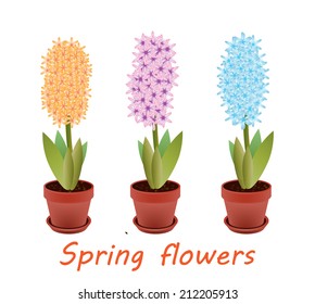 Orange,pink and blue hyacinths in flowerpots