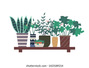 Orangery plants vector, wooden shelf with floral decor flat style. Potted houseplants, botanical herbs, flowers with foliage and wide leaves in pots