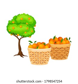 Oranges in Basket as Ripe Fruit Harvesting for Juice Production Vector Illustration