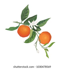 Oranges botanical vector illustration. Isolated citrus friut with leaves and flower