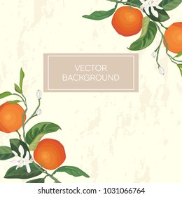 Oranges botanical vector illustration. Isolated citrus friut with leaves and flower with banner