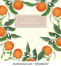 Oranges botanical vector illustration. Isolated citrus friut with leaves and flower with banner