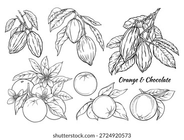 Oranges and chocolate cacao botanical set. Hand-drawn outline fruits, cacao pods, citrus blossoms, beans, and leaves for vintage culinary, dessert, kitchen, food, sweet, and ingredient designs.