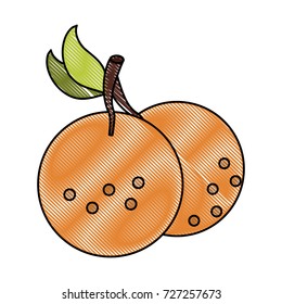 Oranges citric fruit