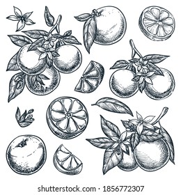 Oranges citrus tropical fruits set. Hand drawn sketch vector illustration. Grapefruit harvest on branch. Citric isolated vintage design elements.