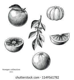 Oranges collection hand draw vintage clip art isolated on white background