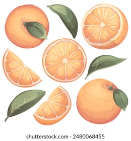 Colección de naranjas. Coloca frutas frescas de naranja y corta con hojas. Ilustración para tienda de comestibles, café, bar, fiesta, concepto de comida, receta. Ilustración vectorial de menú, póster, Anuncio, Sitio web, impresión