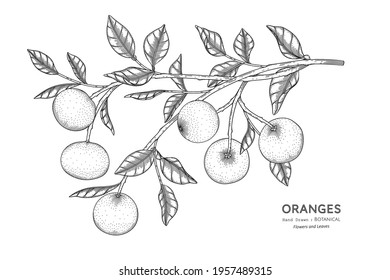 Oranges fruit hand drawn botanical illustration with line art.
