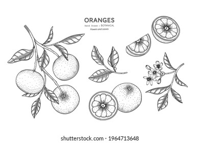 Oranges fruit hand drawn botanical illustration with line art.