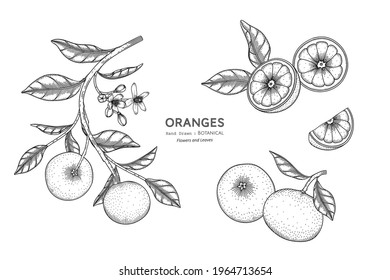 Oranges fruit hand drawn botanical illustration with line art.