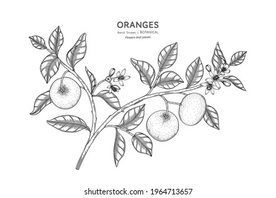 Oranges fruit hand drawn botanical illustration with line art.