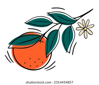 Oranges fruit hand drawn illustration with doodle. Vector