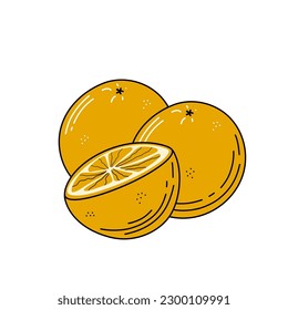 Oranges fruits sketch. Vector hand drawn illustration.
