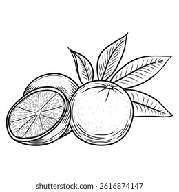 Oranges fruits vector illustration in sketch style. Composition of whole orange cituses with leaves and half hand-cut hand drawn line art. Black and white retro engraving for packaging and design.