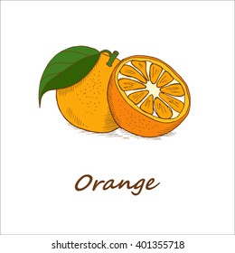 Oranges, hand-drawn. Vector illustration.