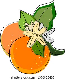 Oranges with leaves and flowers in light simple natural sketch style. Citrus fruit vector illustration isolated on white, for food magazines, menus, cookbooks, food shops, packages, posters.
