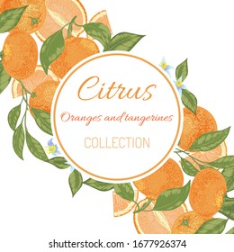 Naranjas con hojas y mandarinas de fondo vectorial de frutas. Colección Citrus