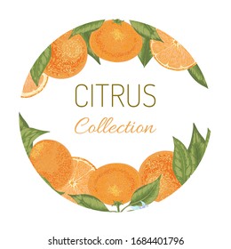 Oranges with leaves and  tangerines vector fruit background. Citrus collection