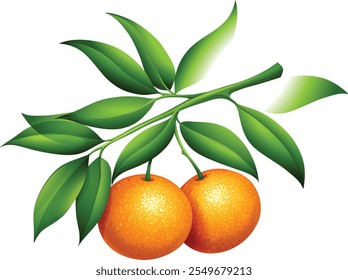 Orangen mit Blättern. ganze Orangen. Vektorgrafik.
