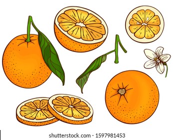 Oranges (mandarin, clementine, tangerine). Set fruits citrus. Whole orange, slice, cut pieces, lobule, flower, plant leaves. Colorful vector illustration Isolated on white background. Drawn freehand.