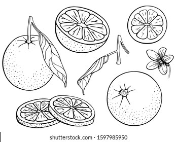 Oranges (mandarin, clementine, tangerine). Set fruits citrus. Whole orange, slice, cut pieces, lobule, flower, plant leaves. Vector illustration Isolated on white background. Drawn freehand. Coloring.