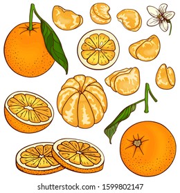 Oranges (mandarin, clementine, tangerine). Set fruits citrus. Whole orange, slice, cut pieces, lobule, flower, plant leaves. Colorful vector illustration Isolated on white background. Drawn freehand.