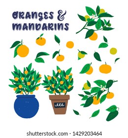 Oranges and Mandarins lettering inscription with hand drawn citrus branches and two bushes in pots. Flat style juicy fruits, green leaves and tender flowers on offshoot of plant. Vector illustration