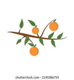 Orangen auf Zweig einzeln auf Symbol
