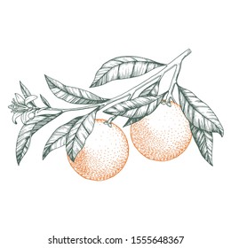 Oranges on a branch. Isolated vector illustration of citrus tree with leaves and blossoms.