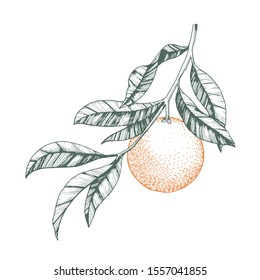 Oranges on a branch. Isolated vector illustration of citrus tree with leaves and blossoms.