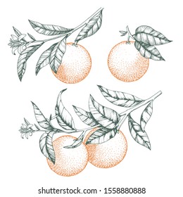 Oranges on a branch set. Isolated vector illustration of citrus tree with leaves and blossoms.