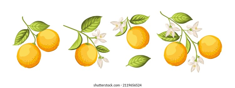 Oranges on branch on white background.