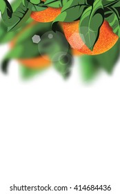 Oranges on the tree with green leaves on the white background