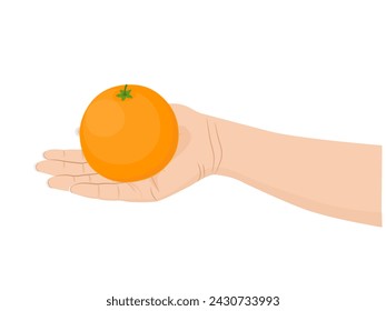 Oranges on a white background.