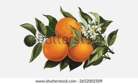 Oranges and poppies, vintage fruit illustration by Percy J Callowhill Lith '95, isolated vector element. Vintage fruit illustration isolated on white, vector. Hand drawn citrus fruit illustration.