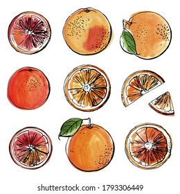 Oranges red. Black line drawn on a white background. Color vector drawing of fruits. Citrus