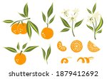Oranges set. Exotic tropical orange citrus fresh fruit, whole juicy tangerine with green leaves and flowers, slice and orange peel, vector cartoon minimalistic style isolated illustration