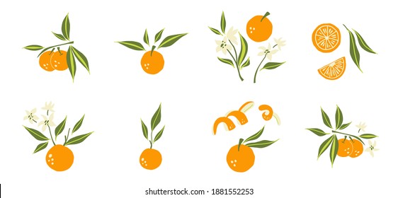 Oranges set. Exotic tropical orange citrus fresh fruit composition, whole juicy tangerine with green leaves and flowers, slice and orange peel, vector cartoon minimalistic style isolated illustration