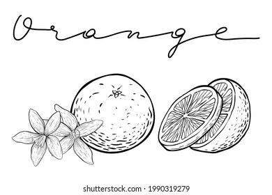 Oranges set, hand drawn vector, monochrome