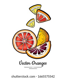 Oranges set vector isolated. Cut chopped orange, red pink grapefruit slices, yellow lemon slices. Fruit hand drawn. Citrus food vegetarian logo sketch ink style. Orange illustration white background