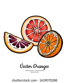 Oranges set vector isolated. Half cut orange, red pink chopped grapefruit round slices. Fruit hand drawn. Citrus food vegetarian logo sketch ink style. Orange grapefruit illustration white background