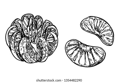 Oranges sketch.Vector hand drawn vintage fruits. Sketch vector and lettering, vegetarian food illustration.Retro outline style. Isolated slices, orange fruits.