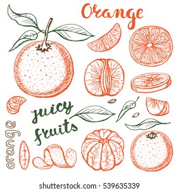 Oranges  sketch.Vector hand drawn vintage fruits ,leaves. Sketch vector and lettering, vegetarian food illustration.Retro outline style. Isolated slices, orange fruits.Organic colored background