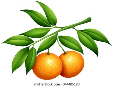 Naranjas con ilustración de tallo y hojas