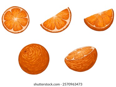 Oranges vector cartoon illustration set. Realistic tropical fruit. Orange citrus. Whole, slice and cut fruit. Organic fruits for lemonade juice, healthy food. Vector hand drawn illustration