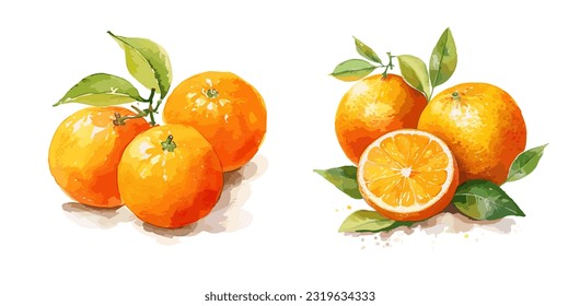 Oranges, watercolor painting style illustration. Vector set.