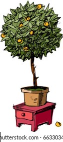 orange-tree