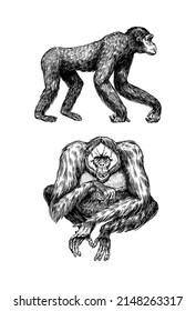 Orangutan and Bonobo or chimpanzee in vintage style. Hand drawn engraved sketch in woodcut style. Large intelligent animal with long hair.