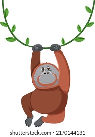 Orangutan hanging on liana illustration